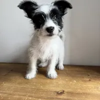 Cannoli , a male Chorkie for sale in Macomb Township, MI – 5 of 5