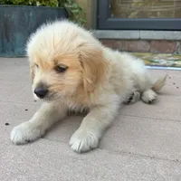 Chuck, a male Golden Retriever and Bernedoodle for sale in Macomb Township, MI – 5 of 6