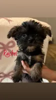 Rachel, a female Shorkie for sale in Macomb Township, MI – 1 of 4