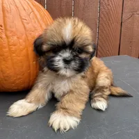 Candy, a female Shih Tzu for sale in Macomb Township, MI – 3 of 9