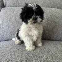 Laney, a female Shih Tzu for sale in Macomb Township, MI – 6 of 6