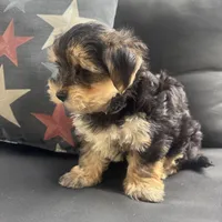 Louis, a male Morkie for sale in Macomb Township, MI – 2 of 7