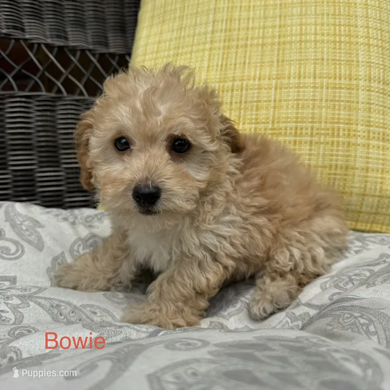 Bowie  – Poodle - Miniature  puppy for sale in Macomb Township, MI