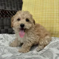 Bowie , a male Poodle - Miniature  for sale in Macomb Township, MI – 5 of 6