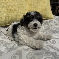 Oreo , a male Poodle - Miniature  for sale in Macomb Township, MI – 6 of 7