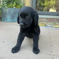 Lily , a female Golden Retriever and Bernedoodle for sale in Macomb Township, MI – 2 of 7