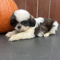 Peanut, a male Shih Tzu for sale in Macomb Township, MI – 3 of 9