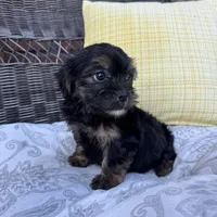 Chandler, a male Shorkie for sale in Macomb Township, MI – 2 of 7