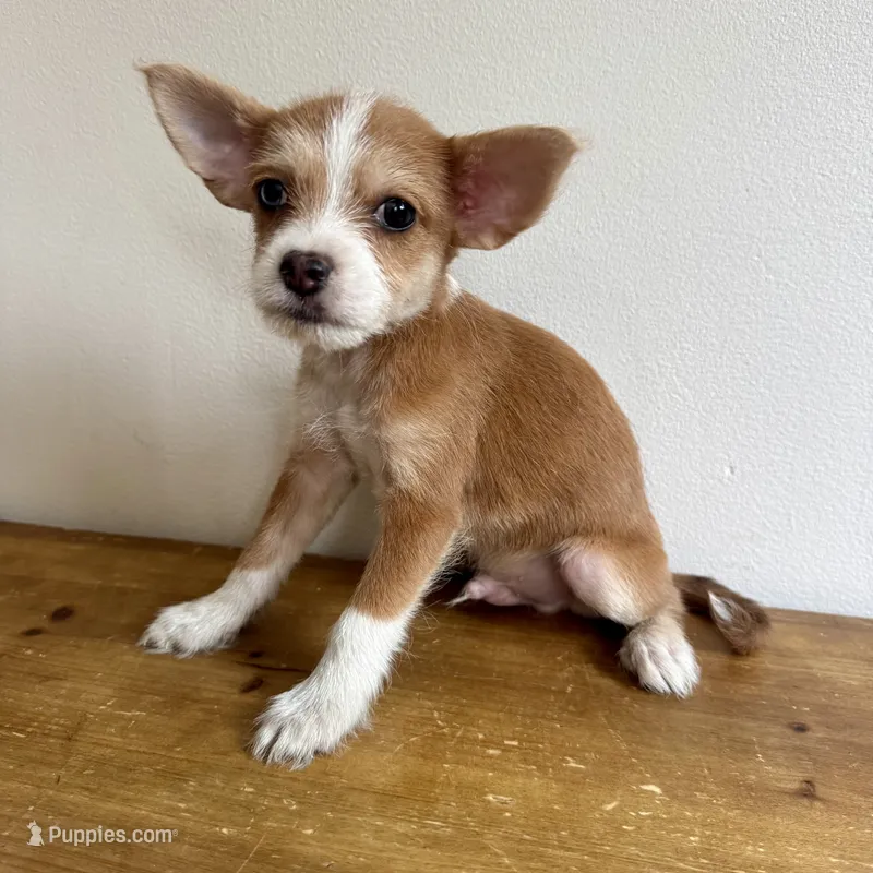 Luke – Chorkie puppy for sale in Macomb Township, MI