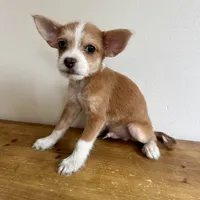 Luke, a male Chorkie for sale in Macomb Township, MI – 1 of 5