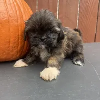 Sprinkles, a female Shih Tzu for sale in Macomb Township, MI – 5 of 9