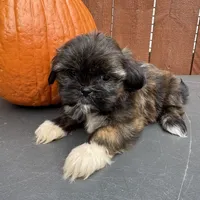 Sprinkles, a female Shih Tzu for sale in Macomb Township, MI – 4 of 9