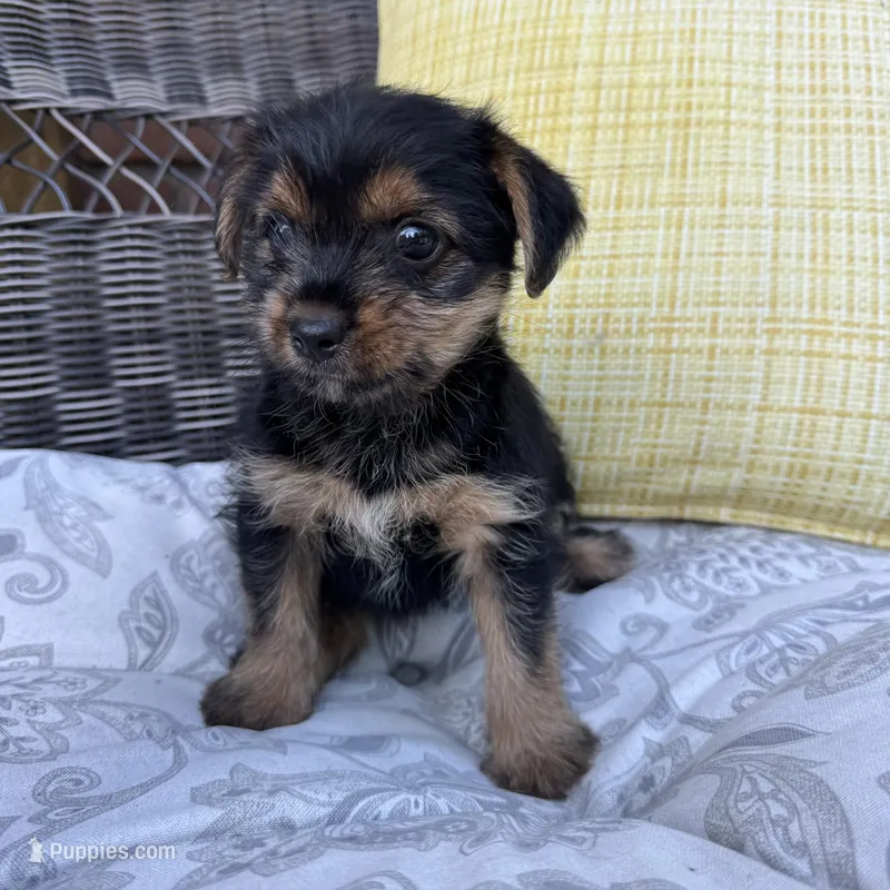Emma  – Shorkie puppy for sale in Macomb Township, MI