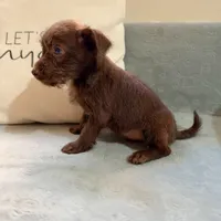 Bradley, a male Chihuahua for sale in Macomb Township, MI – 5 of 5