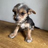 Lenny , a male Chorkie for sale in Macomb Township, MI – 2 of 5
