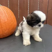 Peanut, a male Shih Tzu for sale in Macomb Township, MI – 8 of 9