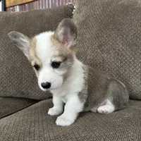 Cali , a female Pembroke Welsh Corgi for sale in Macomb Township, MI – 4 of 6