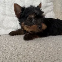 Stanley, a male Yorkshire Terrier for sale in Macomb Township, MI – 4 of 4