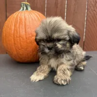 Carmel , a male Shih Tzu for sale in Macomb Township, MI – 8 of 9