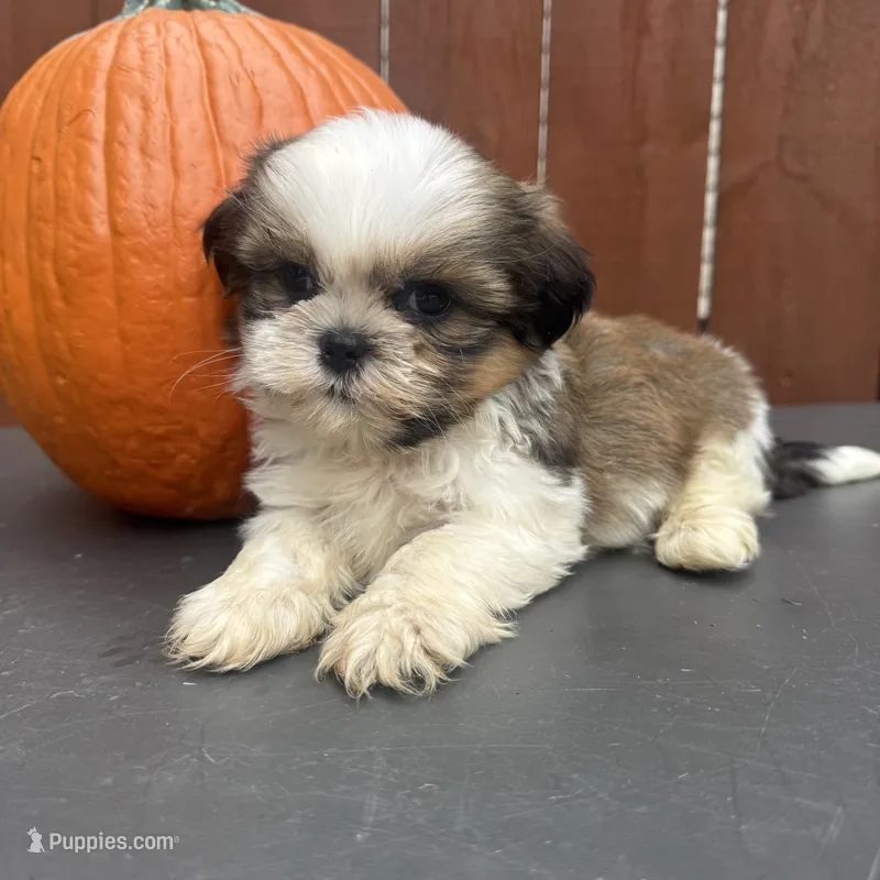 Fudge – Shih Tzu puppy for sale in Macomb Township, MI