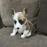 Chester , a male Pembroke Welsh Corgi for sale in Macomb Township, MI – 4 of 4