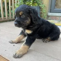 Nate, a male Golden Retriever and Bernedoodle for sale in Macomb Township, MI – 2 of 6