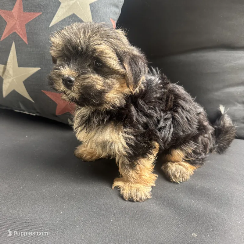 Cam – Morkie puppy for sale in Macomb Township, MI