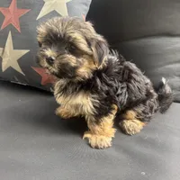 Cam, a male Morkie for sale in Macomb Township, MI – 2 of 8