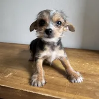 Lenny , a male Chorkie for sale in Macomb Township, MI – 5 of 5