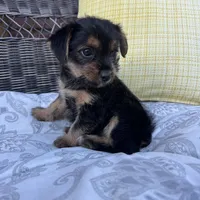 Emma , a female Shorkie for sale in Macomb Township, MI – 7 of 7