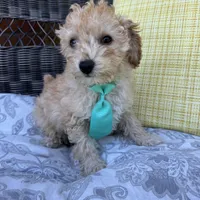 Honey , a male Poodle - Toy  for sale in Macomb Township, MI – 3 of 5