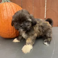 Sprinkles, a female Shih Tzu for sale in Macomb Township, MI – 9 of 9