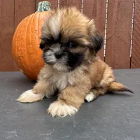 Candy, a female Shih Tzu for sale in Macomb Township, MI – 4 of 9