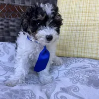 Oreo, a male Poodle - Toy  for sale in Macomb Township, MI – 2 of 5