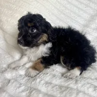 Rita , a female Miniature Aussiedoodle for sale in Macomb Township, MI – Photo 2 of 4