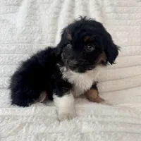 Rita , a female Miniature Aussiedoodle for sale in Macomb Township, MI – Photo 3 of 4