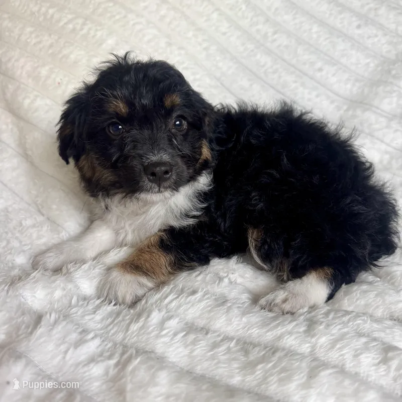 Rita  – Miniature Aussiedoodle puppy for sale in Macomb Township, MI