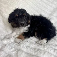 Rita , a female Miniature Aussiedoodle for sale in Macomb Township, MI – Photo 1 of 4