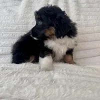 Rita , a female Miniature Aussiedoodle for sale in Macomb Township, MI – Photo 4 of 4