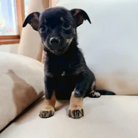Frankie, a male Chihuahua for sale in Macomb Township, MI – 1 of 5