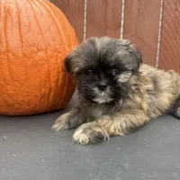 Waffle, a male Shih Tzu for sale in Macomb Township, MI – 10 of 10