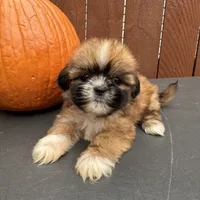Candy, a female Shih Tzu for sale in Macomb Township, MI – 8 of 9