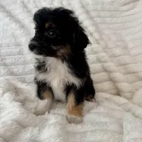 Willy , a male Miniature Aussiedoodle for sale in Macomb Township, MI – Photo 2 of 5