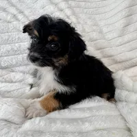 Willy , a male Miniature Aussiedoodle for sale in Macomb Township, MI – Photo 4 of 5