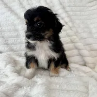 Willy , a male Miniature Aussiedoodle for sale in Macomb Township, MI – Photo 3 of 5