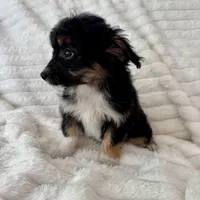 Willy , a male Miniature Aussiedoodle for sale in Macomb Township, MI – Photo 5 of 5