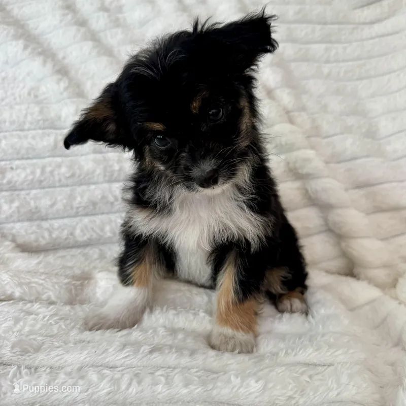 Willy  – Miniature Aussiedoodle puppy for sale in Macomb Township, MI
