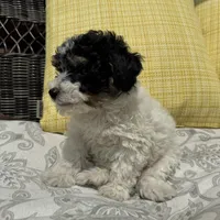 Oreo , a male Poodle - Miniature  for sale in Macomb Township, MI – 5 of 7