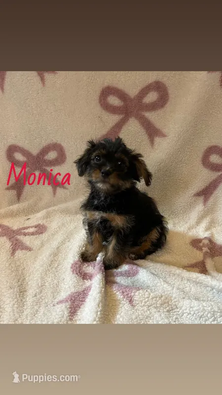 Monica  – Shorkie puppy for sale in Macomb Township, MI
