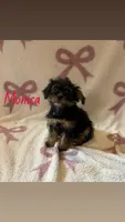 Monica , a female Shorkie for sale in Macomb Township, MI – 1 of 3